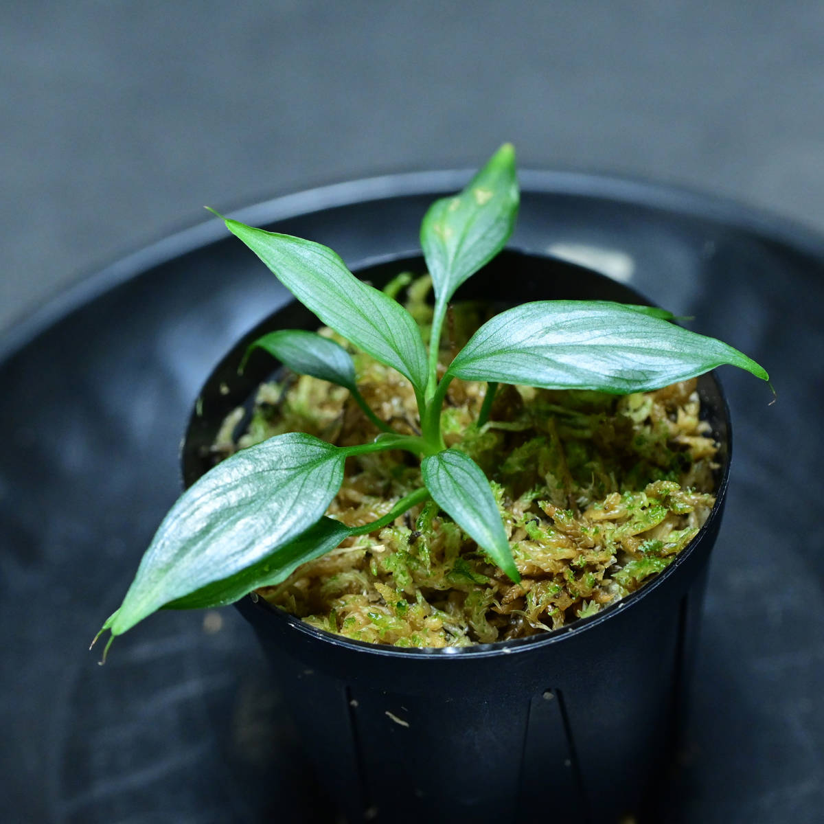Homalomena sp. Pendang Kalimantan Tengah [ TB ] ホマロメナ(観葉