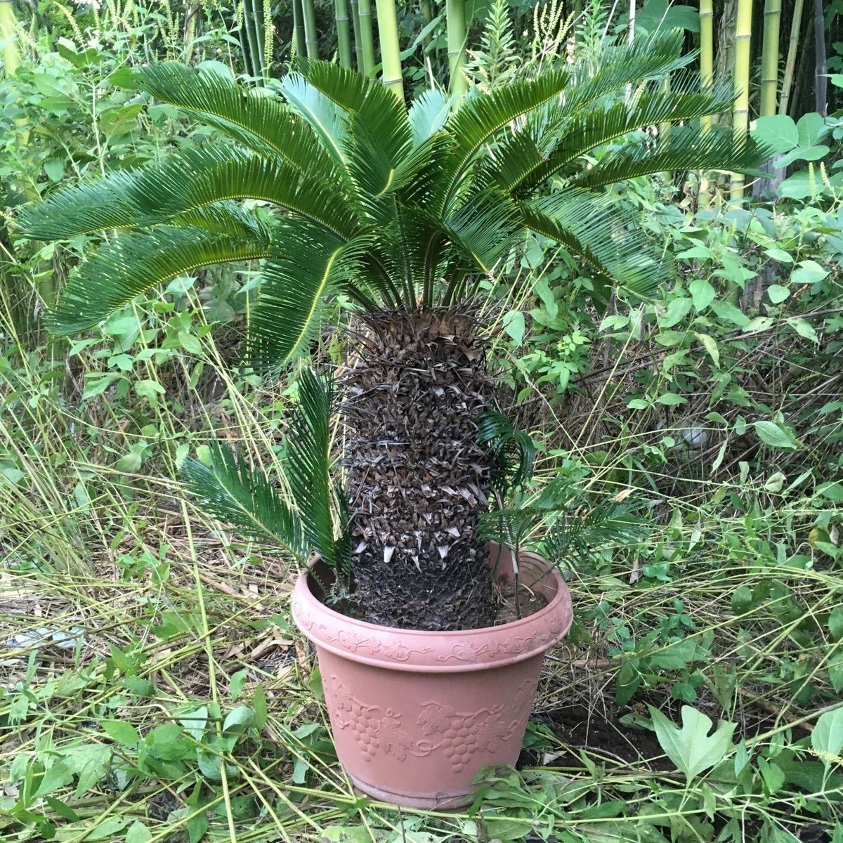 蘇鉄 観葉植物 高さ1m 幅 80cm 重量15kg 大株 常緑樹