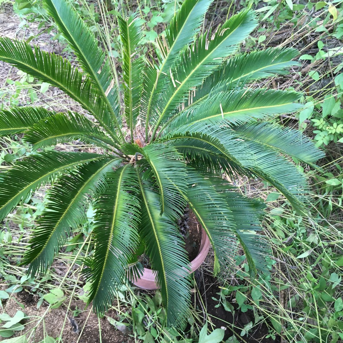 蘇鉄 観葉植物 高さ1m 幅 80cm 重量15kg 大株 常緑樹