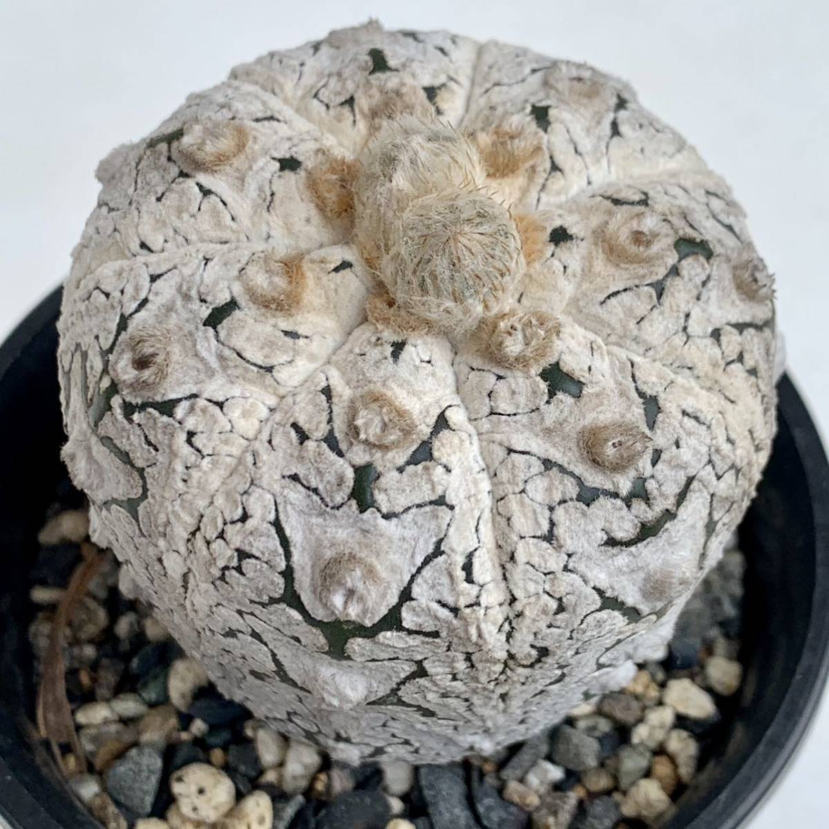 12 スーパー兜 実生・サボテン 多肉植物 