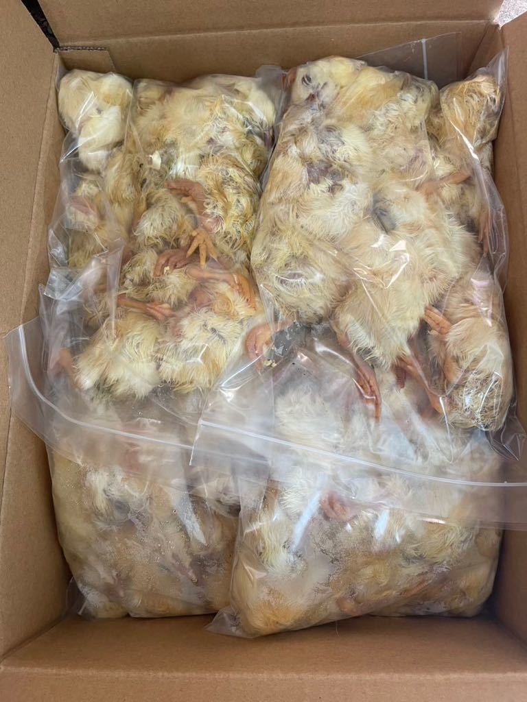 冷凍 ヒヨコ 冷凍ヒヨコ400羽 送料無料 公式通販