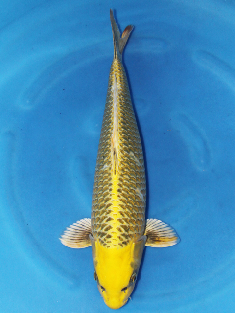 0948　新潟産　金松葉　約46センチ　令和4年産　アウトレット品