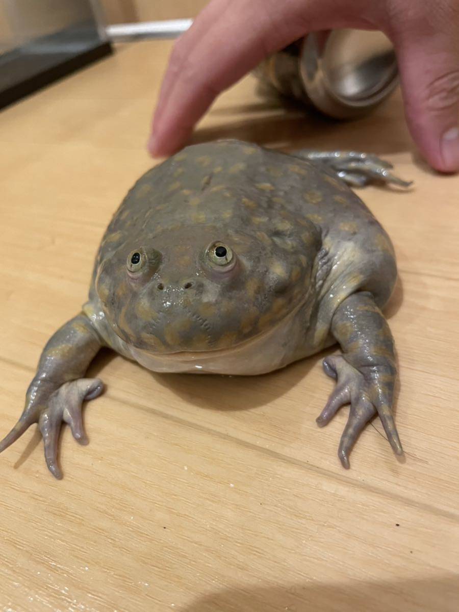 大きめ個体　アダルト　バジェットガエル