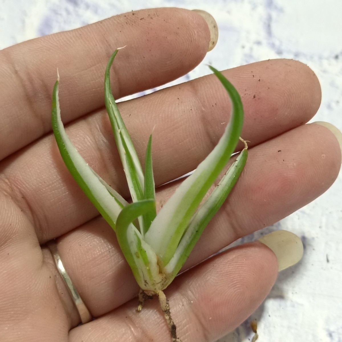 S269 多肉植物 アガベ 氷山 極上子株 (検 アガベ チタノタ SAD 白豪棘 