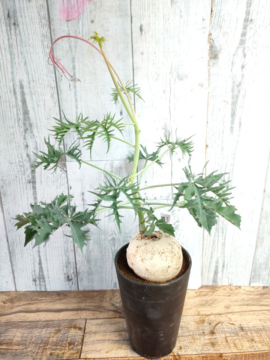 【美株】 ヤトロファ カタルティカ　錦珊瑚　10.5cm鉢　塊根植物　1