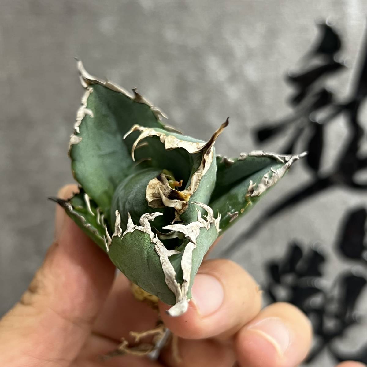 龍園觀】①No.324 特選 アガベ 多肉植物 チタノタ 白鯨 強棘 極上株