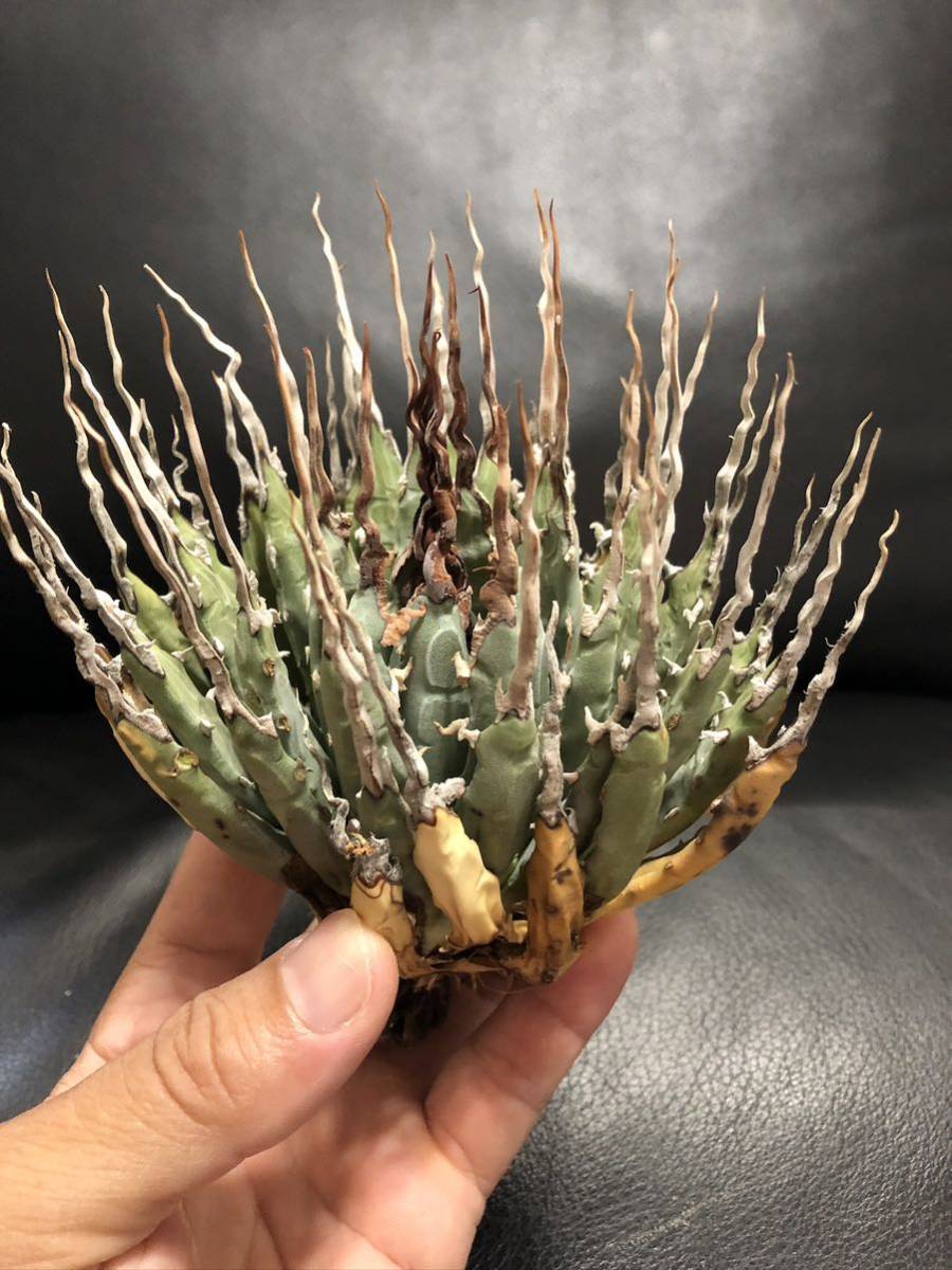 5 アガベ　ユタエンシス　エボリスピナ　super陽炎　美株 long棘