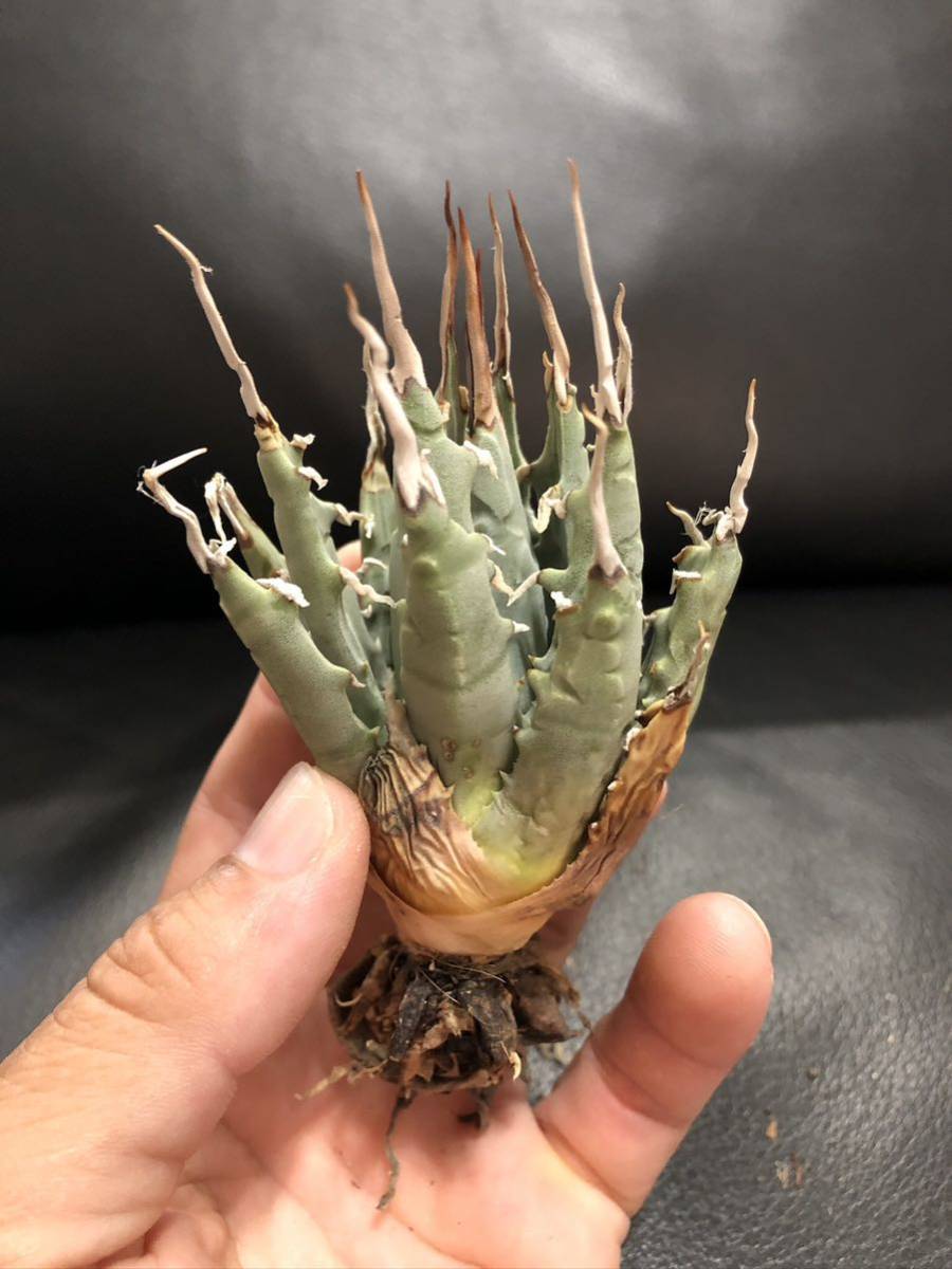 22 アガベ　ユタエンシス　エボリスピナ　美株　陽炎