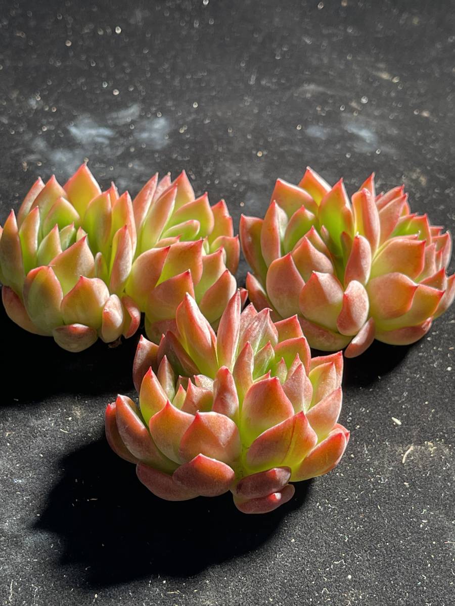 多肉植物のYahoo!オークション(旧ヤフオク!)の相場・価格を見る｜Yahoo