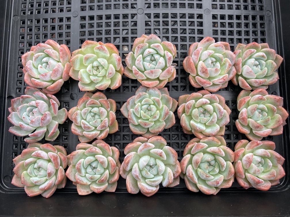 ジャケット・アウター echeveria echeveriaのおすすめ人気商品一覧