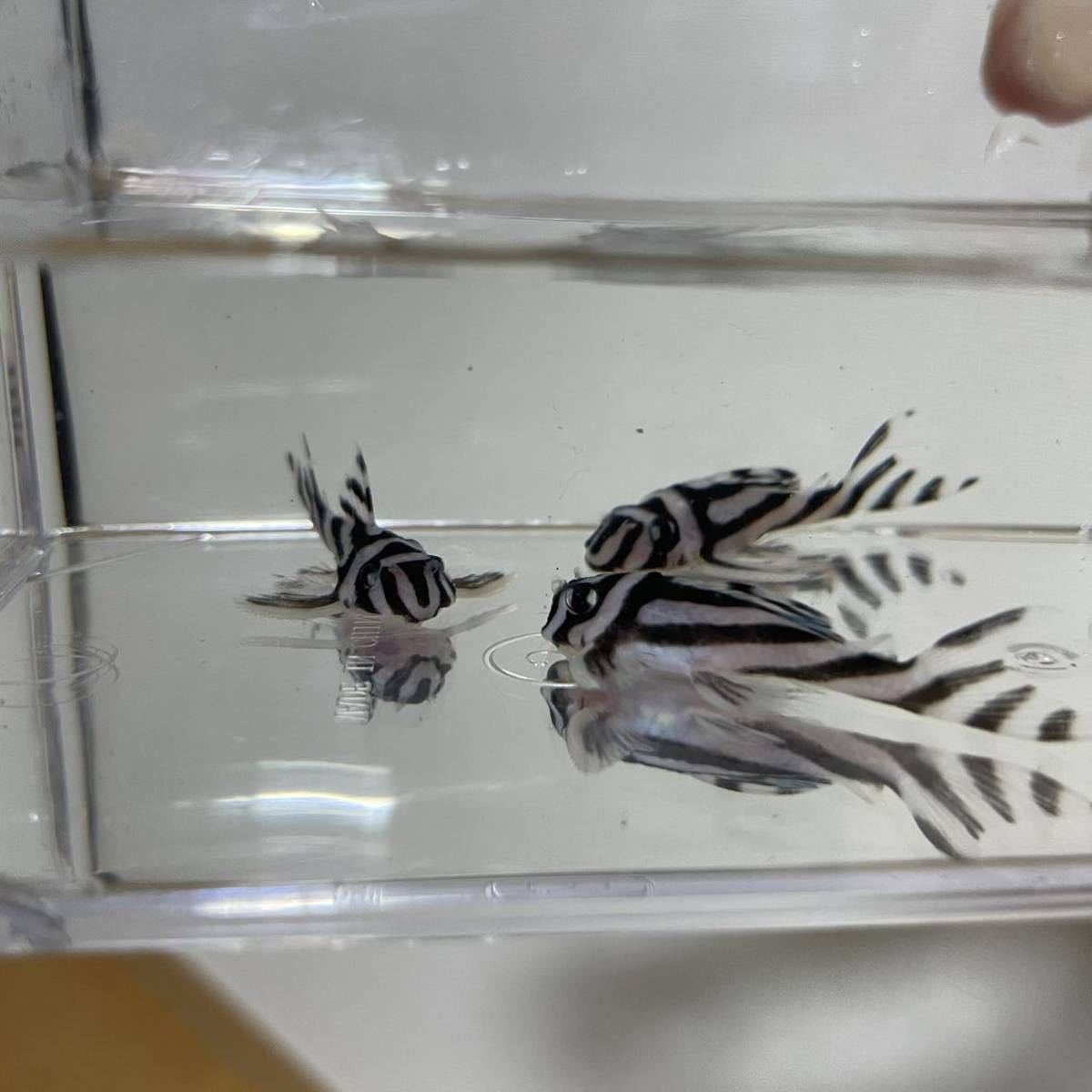 訳アリ インペリアルゼブラプレコ