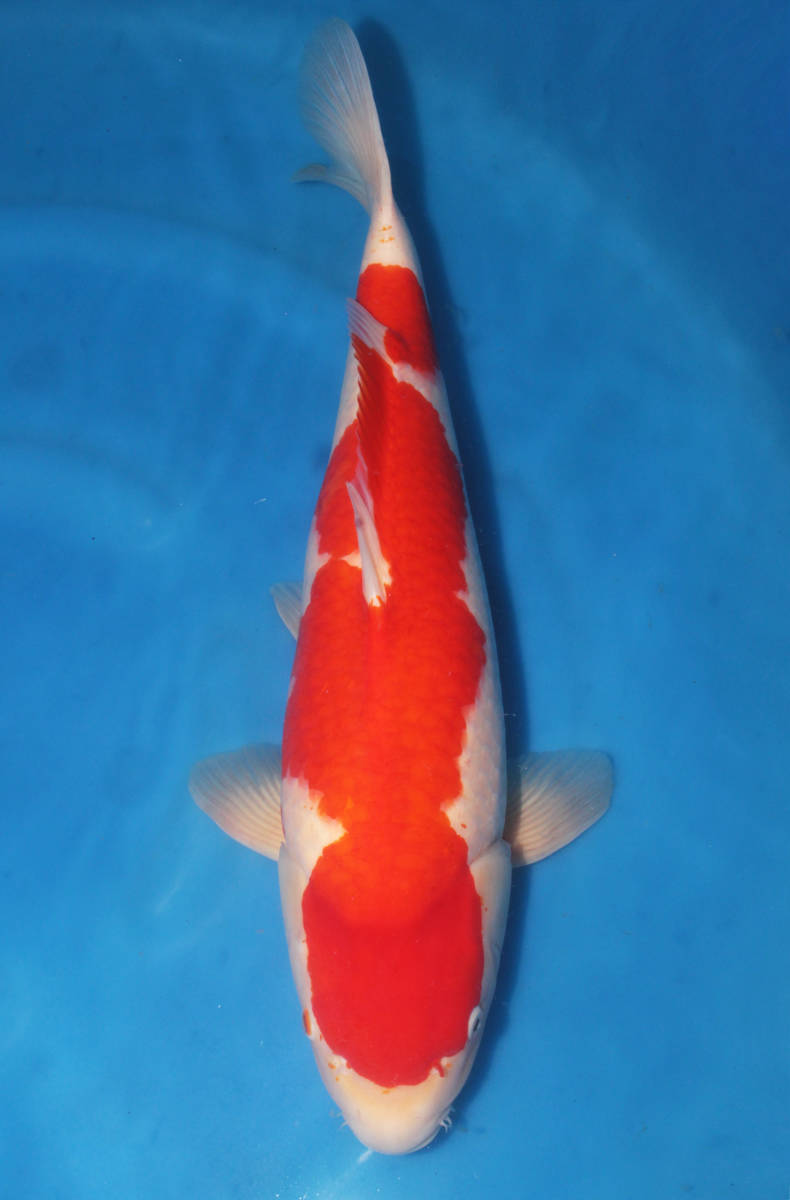 ★第６回★No.2★大日養鯉場トヨタ店★紅白　メス★