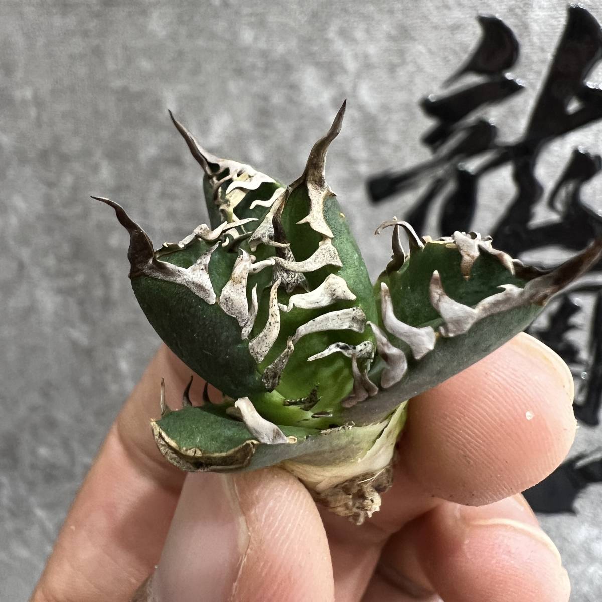 アガベ パリー トランカータ 仔株つき