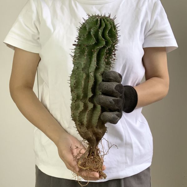 B3946S級！幅8㎝超特大株！極上特選大株！！ユーフォルビア 【B3533