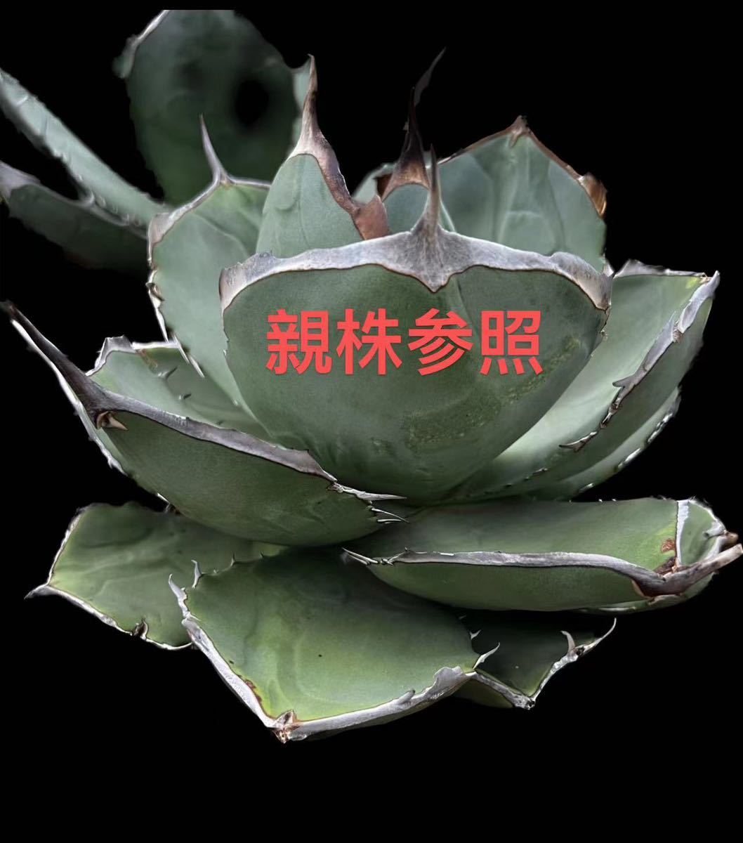 X 6-3瀧將plant多肉植物 アガベ ジャガーノート 純血 U-6-1【瀧