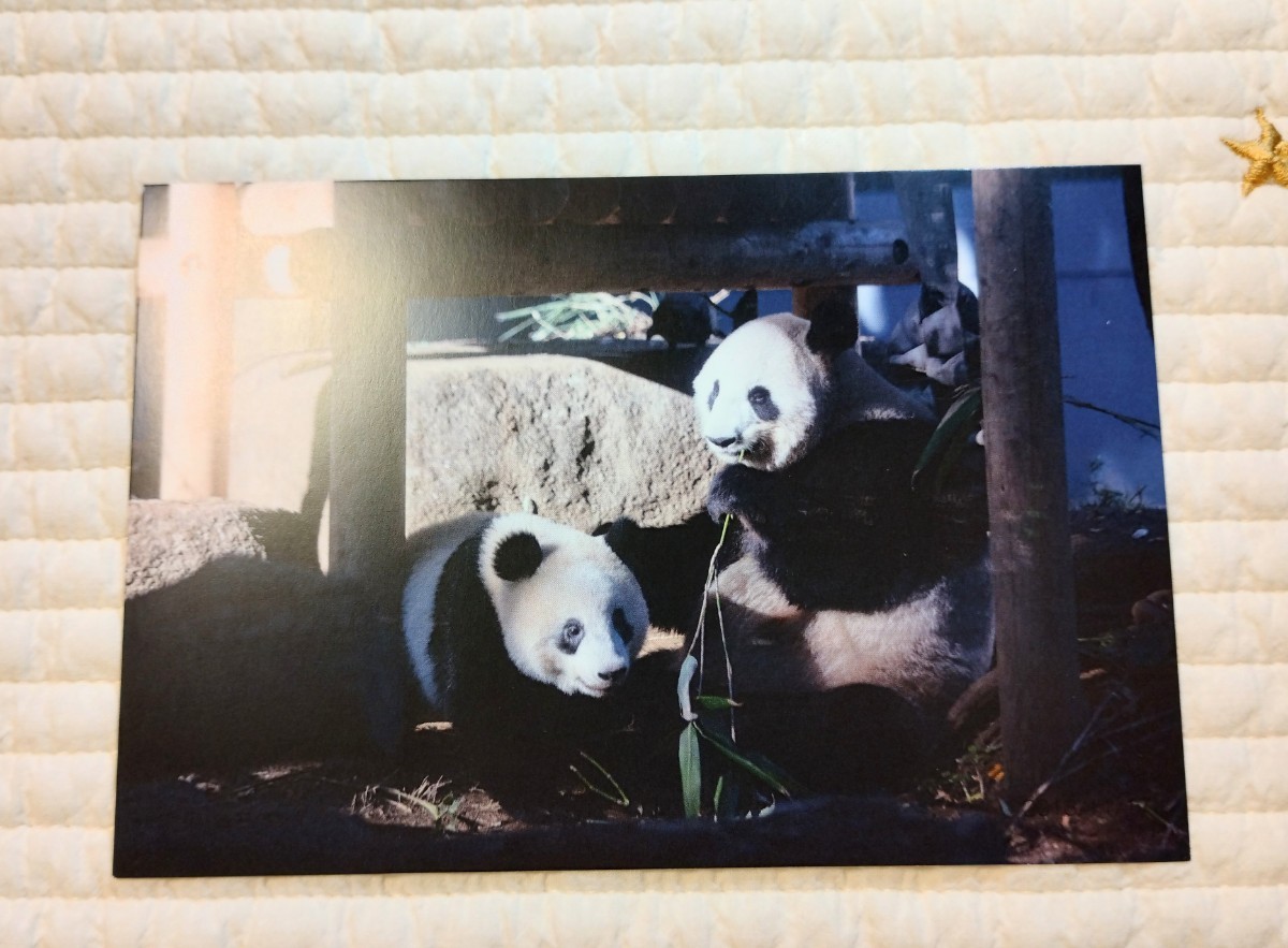 シンシン&シャンシャン 920日ポストカード 松坂屋上野非売品 上野動物園 ジャイアントパンダ 真真 香香