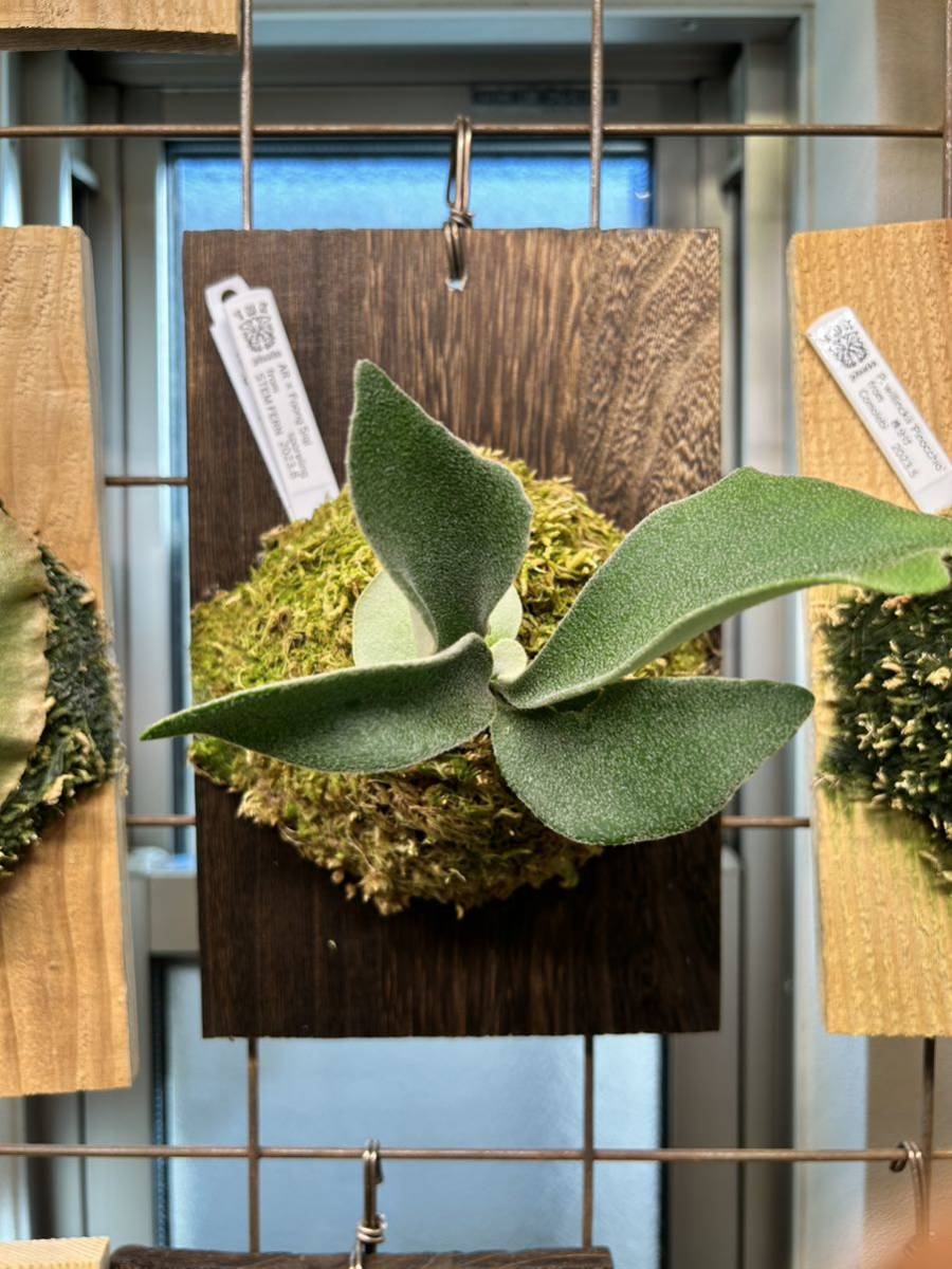 【TMK】AR × Foong Siqi sporeling ビカクシダ　スポア株　stem fern