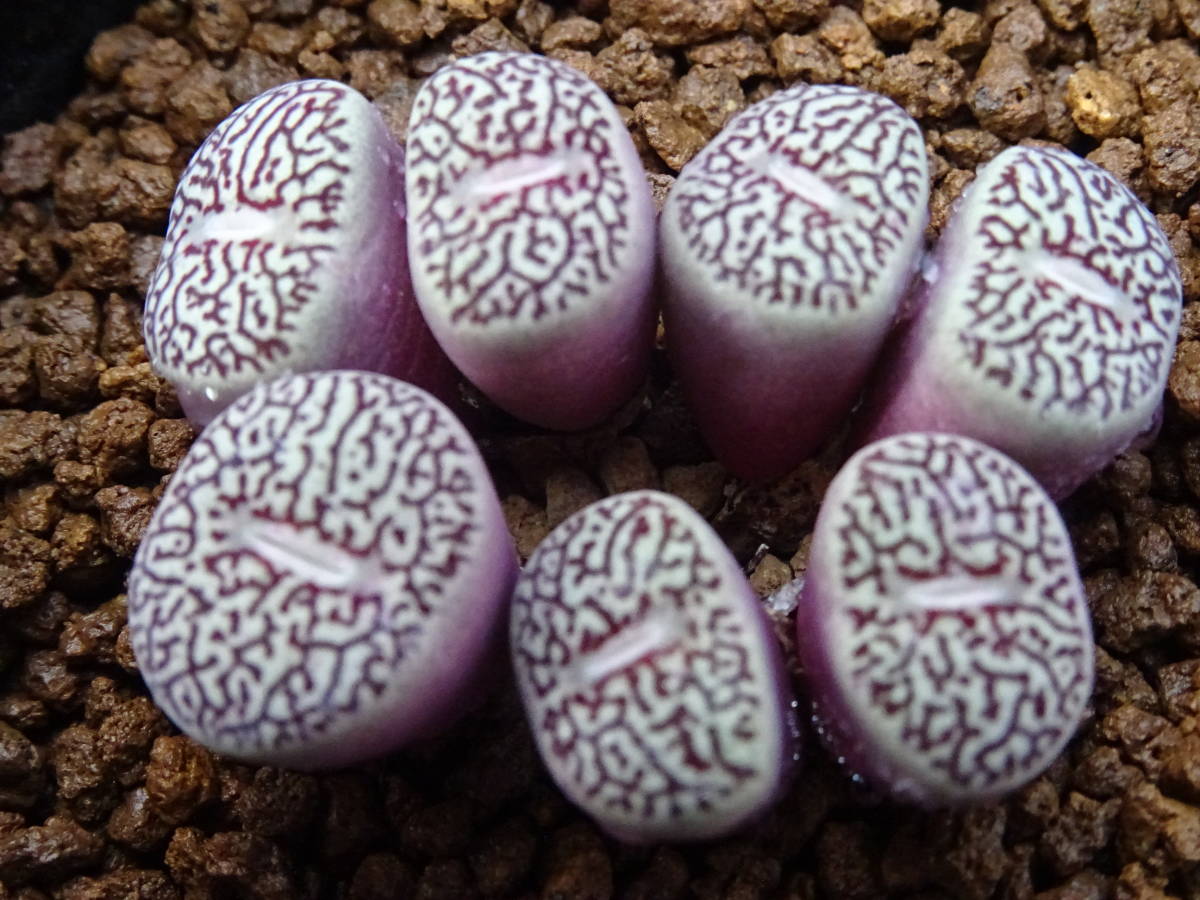 ≧∇≦）多肉植物 ハオルチア アトロフスカミュータント錦 宝蓮灯