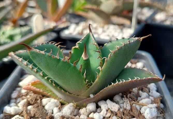 チタノタ カリフォルニア産 ドワーフ① 200粒 アガベ チタノタ