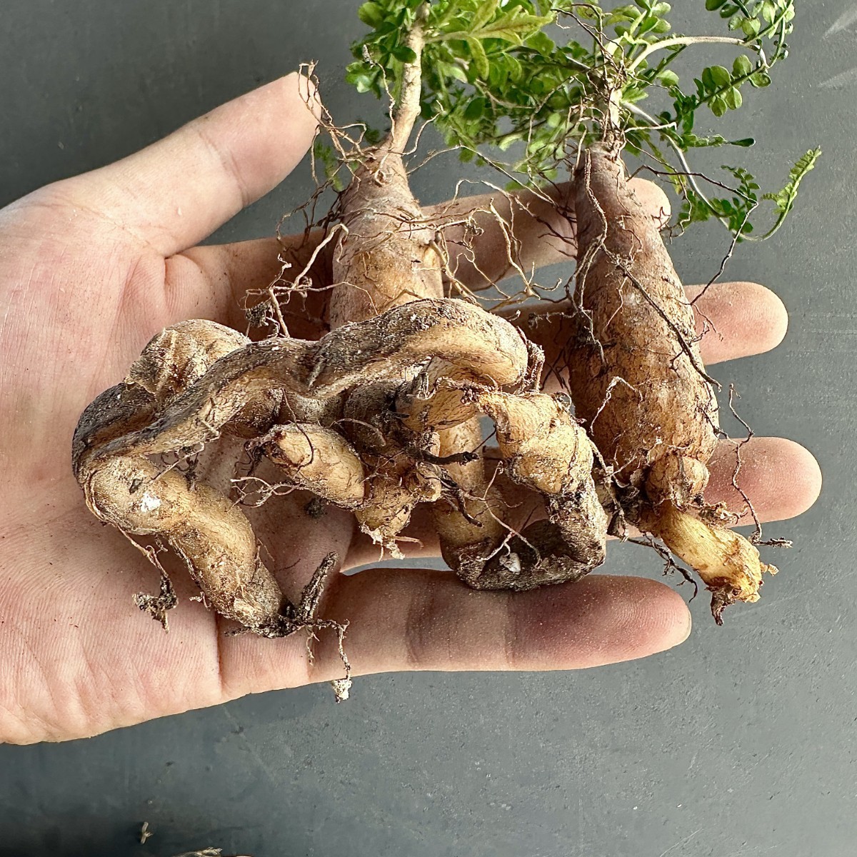 T49 厳選 オペルクリカリア パキプス／Operculicarya pachypus 正規品 発根済み 特選丸株 厳選極上美株