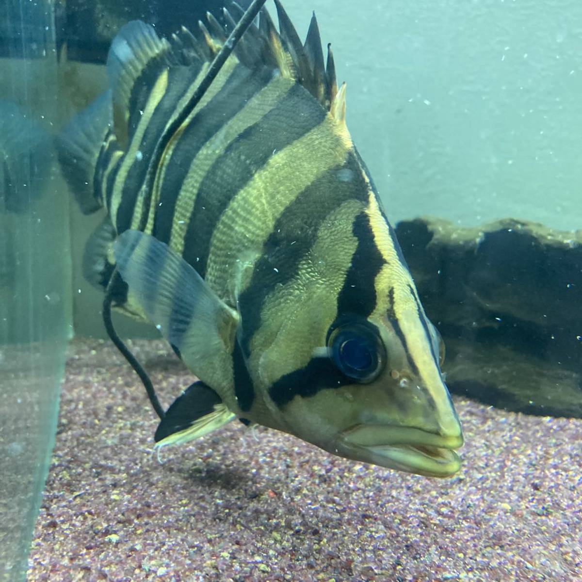 ダトニオプラスワン極上バンド約25cm ダトニオ ～龍魚魂～ ダトニオ