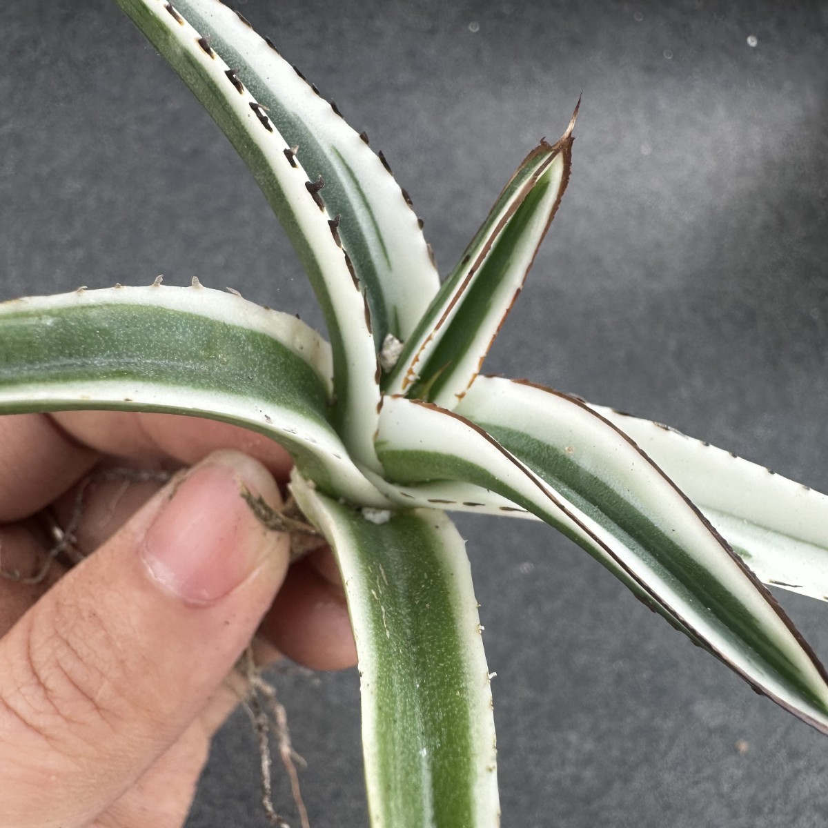 G26 【パンダ園芸】 アガベ　チタノタ 氷山 発根済み