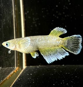 現物出品 フロマージュ 1ペア 種親候補もっとヒレ伸びます！