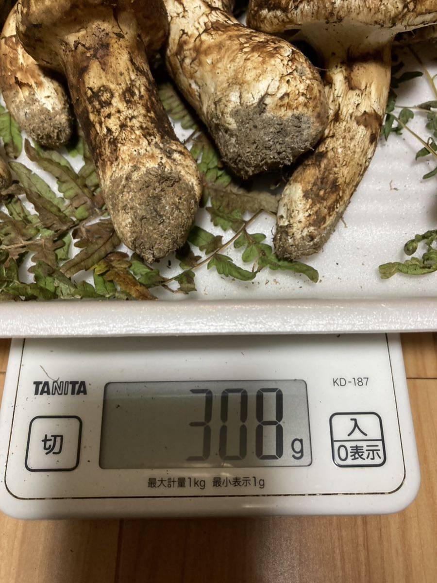 岩手県産 松茸 産地直送 新鮮採れたて 国産松茸 当日発送