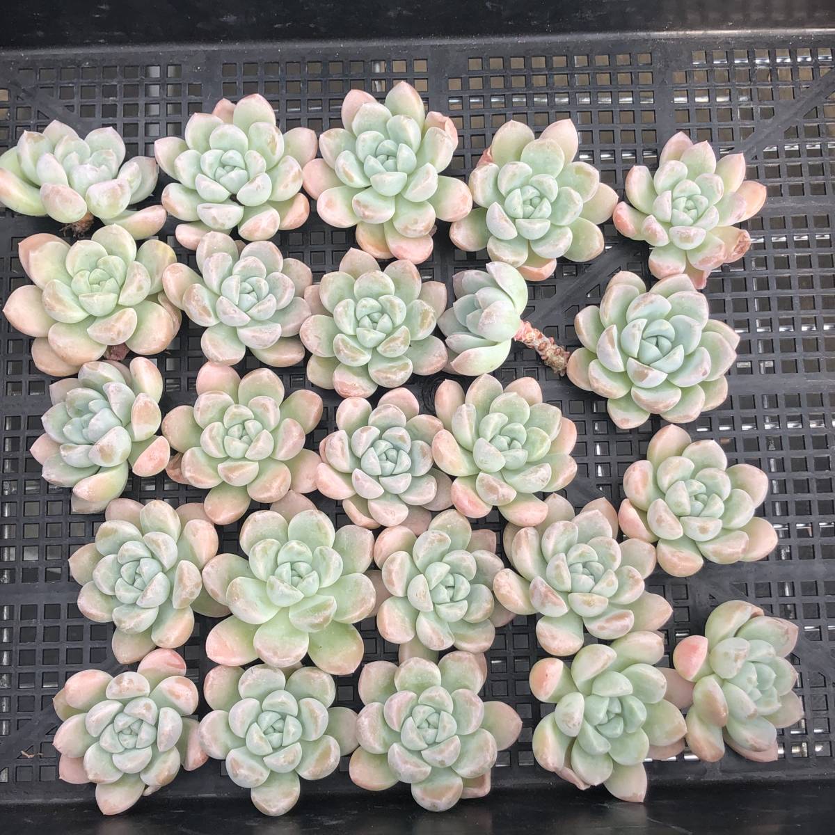 多肉植物24個 1031-D095 ミルク　キャンディ エケベリア カット苗 