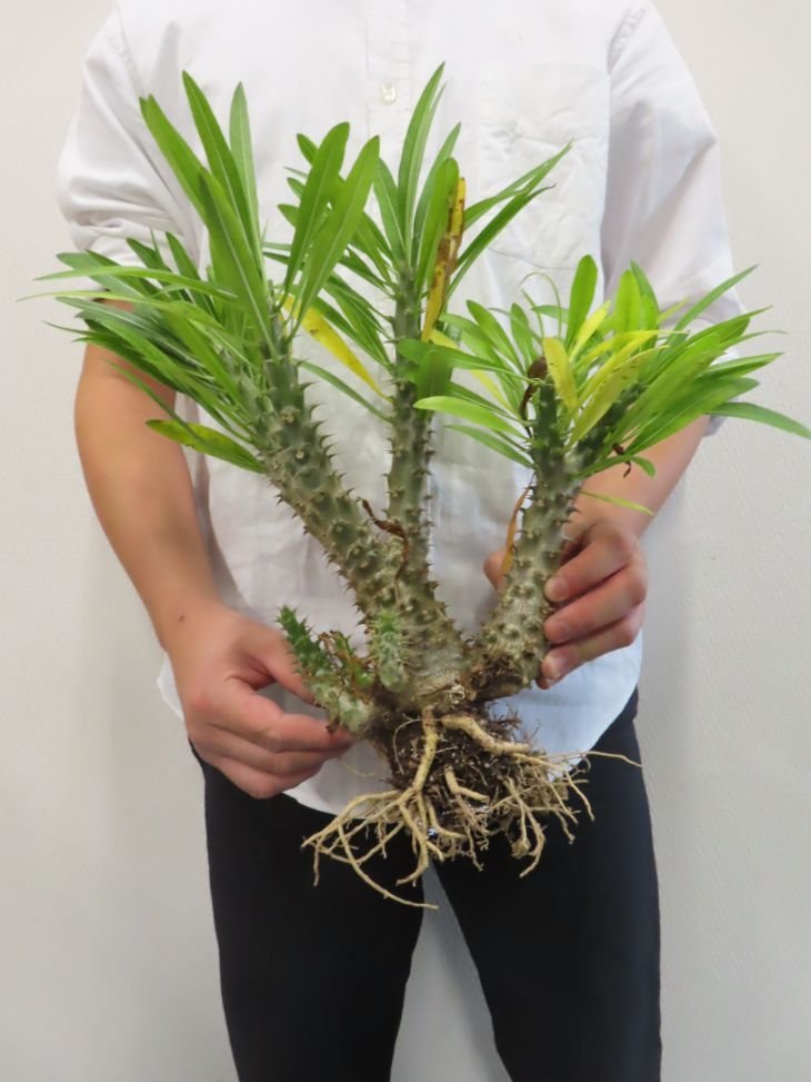 ル4249 「実生」パキポディウム マカイエンセ 抜き苗【畑に地植え株・Pachypodium makayense・塊根植物】