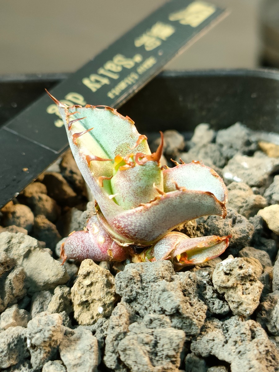 【hiiro】トリプルヘッド アガベ ソルティードッグ 鹽狗 子株 agave titanota salty dog（検 チタノタ オテロイ ソルティドッグ