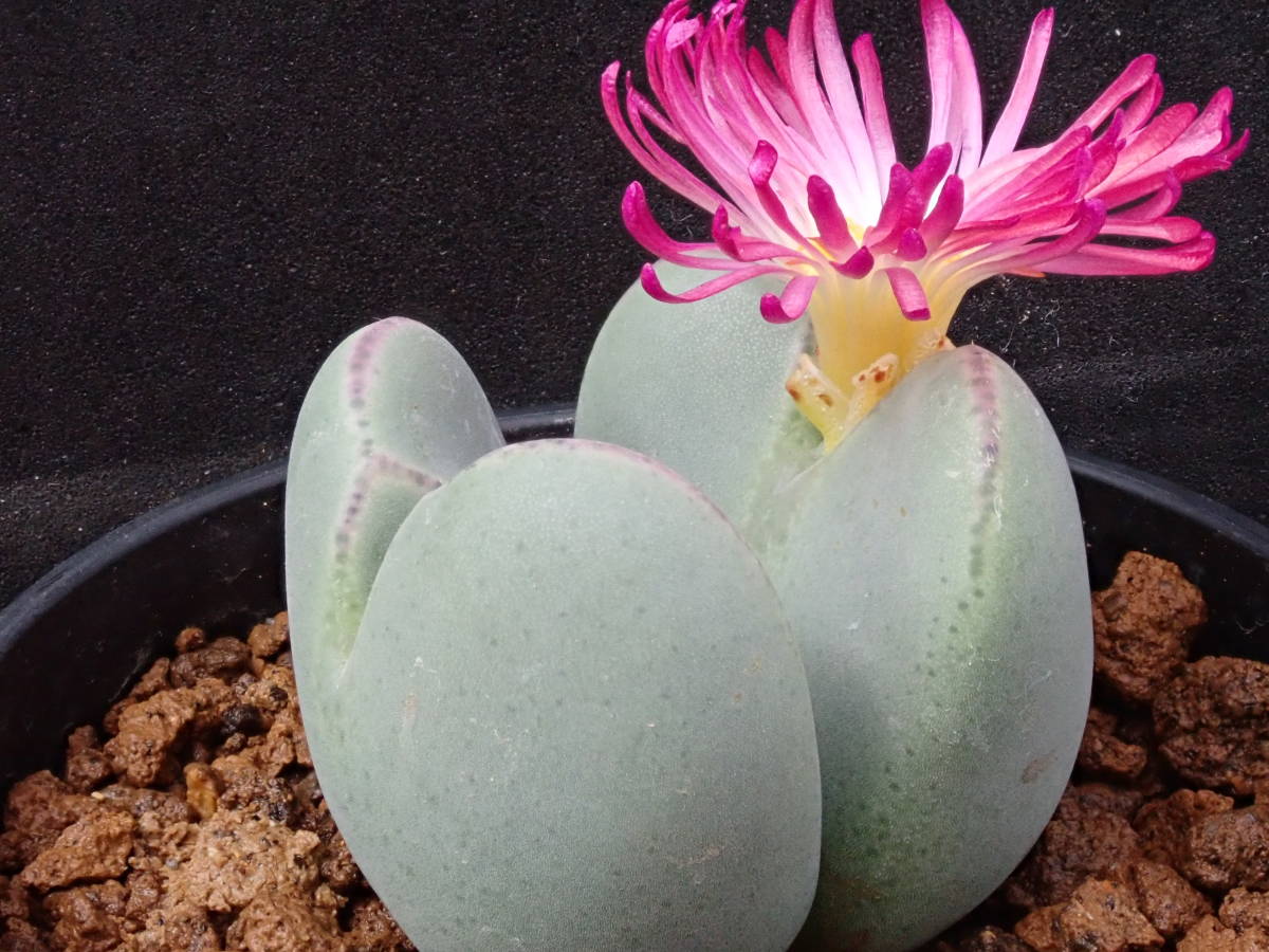 多肉植物 コノフィツム バラ典｜花、園芸