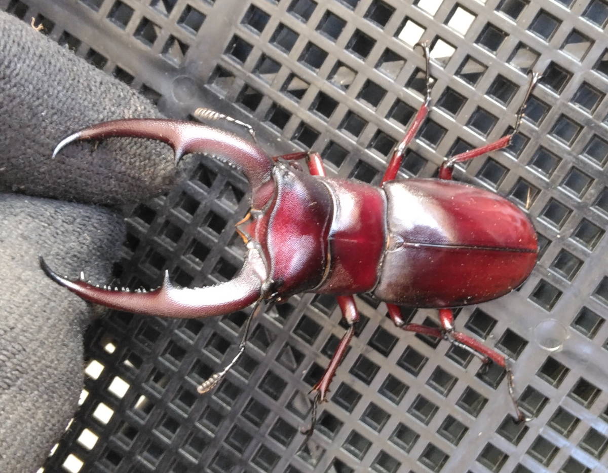 ②即ブリ カリマンタン　マンディブラリス新成虫♂78mm x♀44mm マンディブの出品は、おそらく今年ラスト