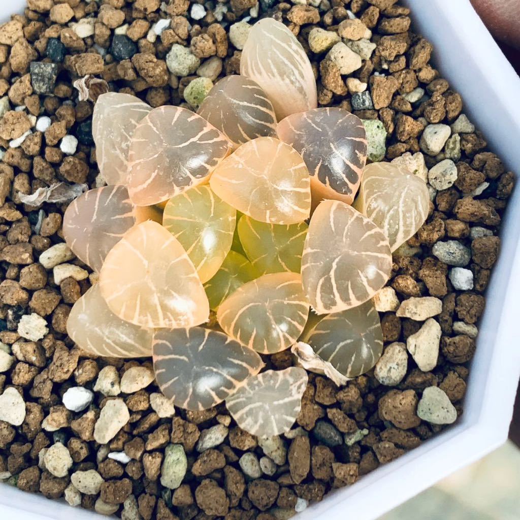 多肉植物 ハオルチア オブツーサ錦 OB-1糊斑 ハオルチア 多肉植物