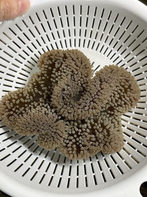ハタゴイソギンチャク 10-15cm(送料無料、条件付き)