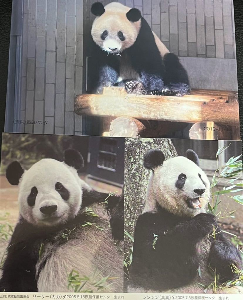 920日 シャンシャン ポストカード ノベルティ 松坂屋 非売品 上野動物園 2019.11.16 シンシン リーリー
