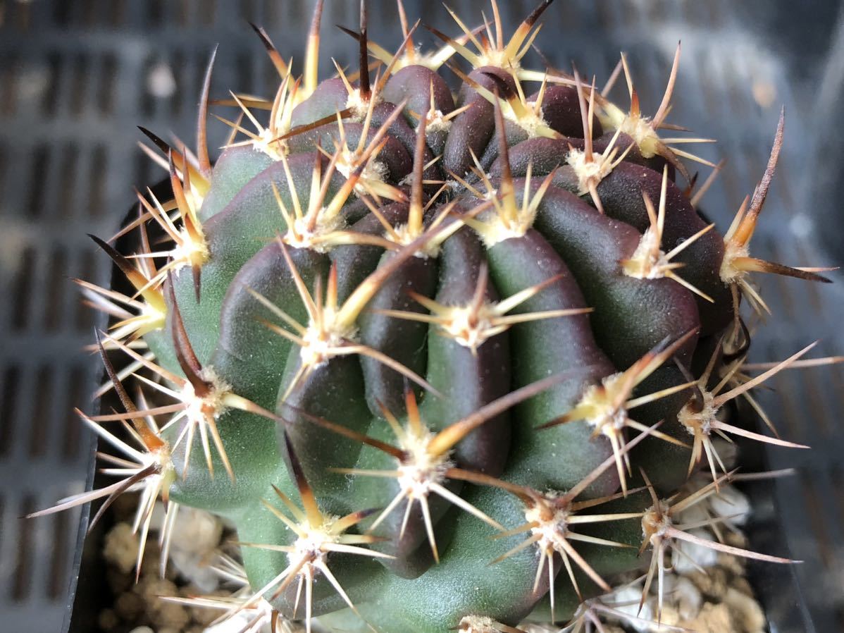 サボテン　ロビビア 緋絞丸　実生① 多肉植物 