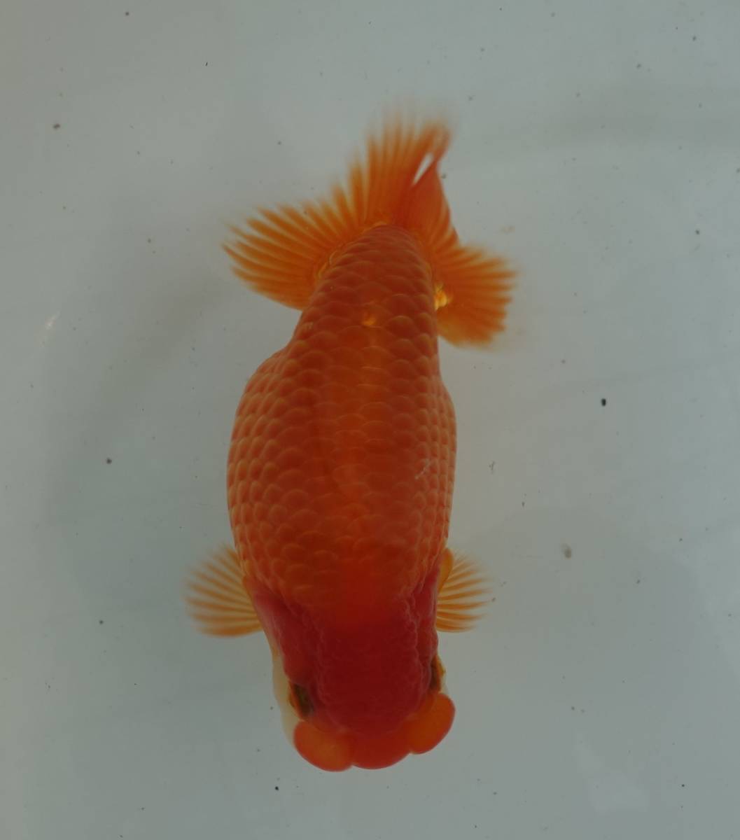 【優蘭】 超優良血統 当歳 約13.5㎝ YK1