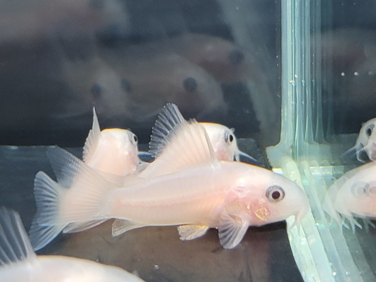 金魚家【ブリード】【ゴールデンパンダ】【3.0cm～3.5cm】【5匹】【鹿児島県陸送発送のみ】【商品説明要確認】