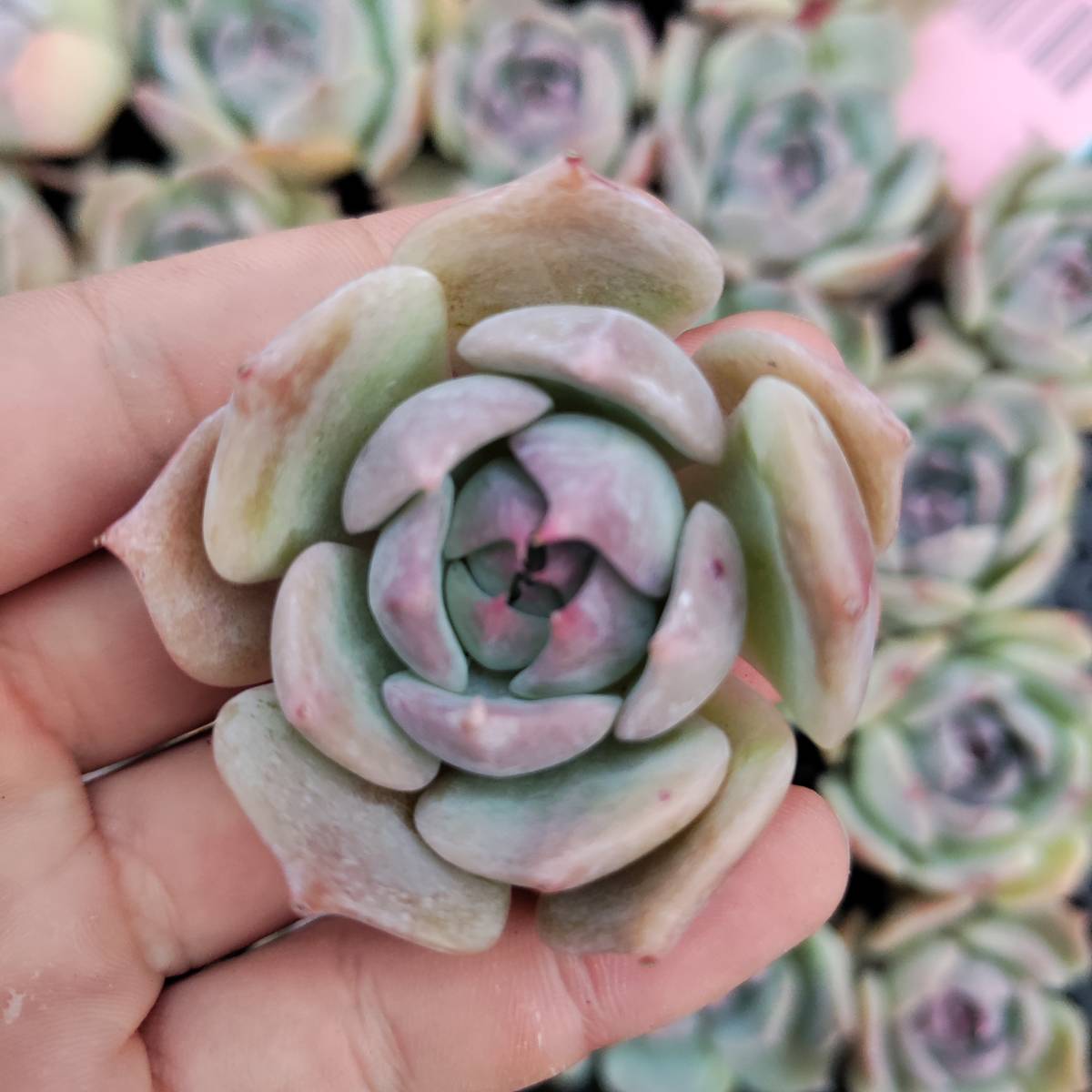 0505-O199 Purple Delight(錦) エケベリア 多肉植物 韓国苗 【公式通販】