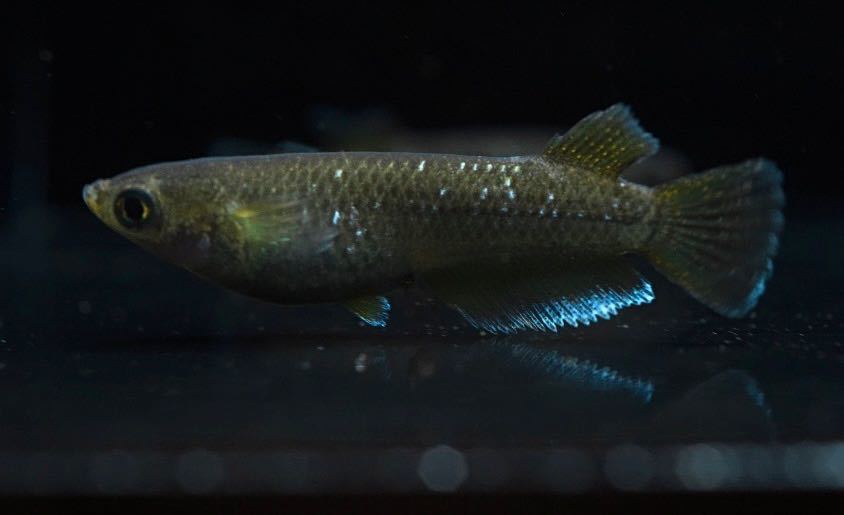 【めだか屋 蒼玉】フロマージュ 1.8cm 現物出品１ペア 種親候補 種親は垂水様個体