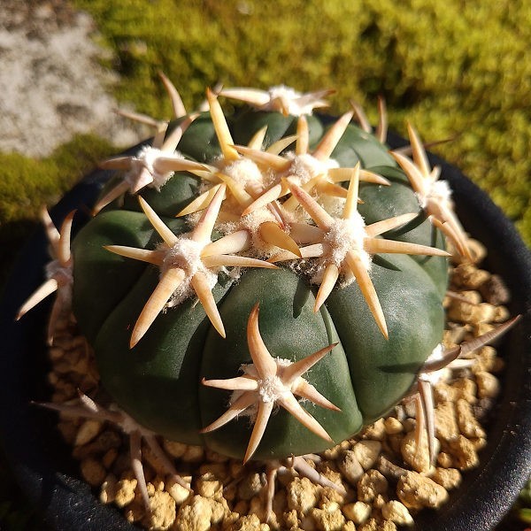 翠平丸　群生 短刺系白刺翠平丸 実生接ぎ サボテン 多肉植物