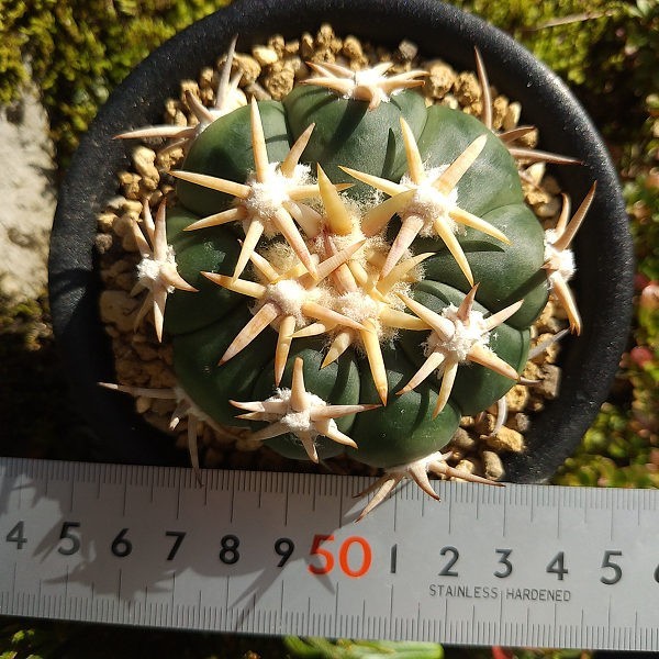 短刺系白刺翠平丸 実生接ぎ サボテン 多肉植物