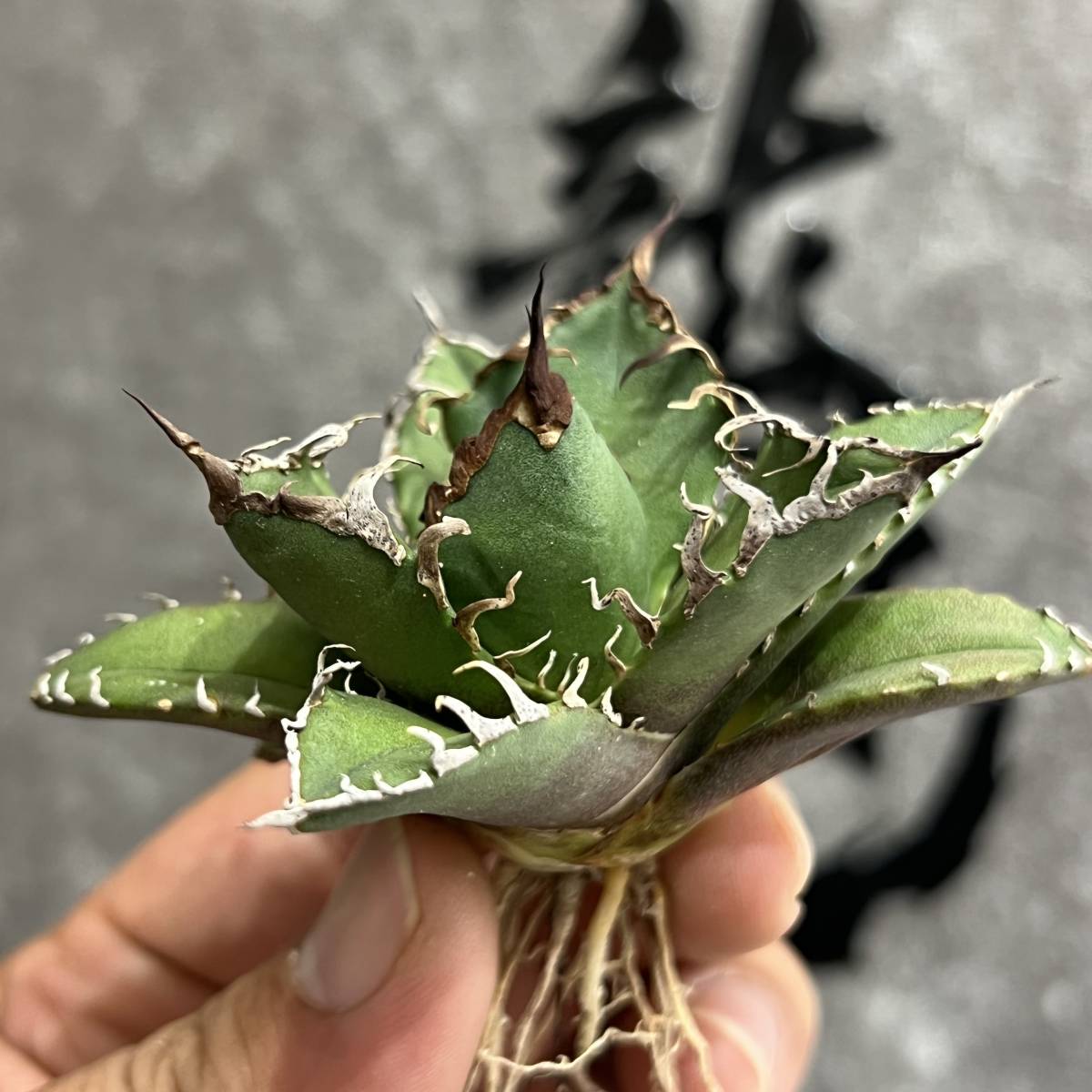 龍園觀】①No.38 特選 アガベ 多肉植物 チタノタ 凱撒'SUPER CAESAR