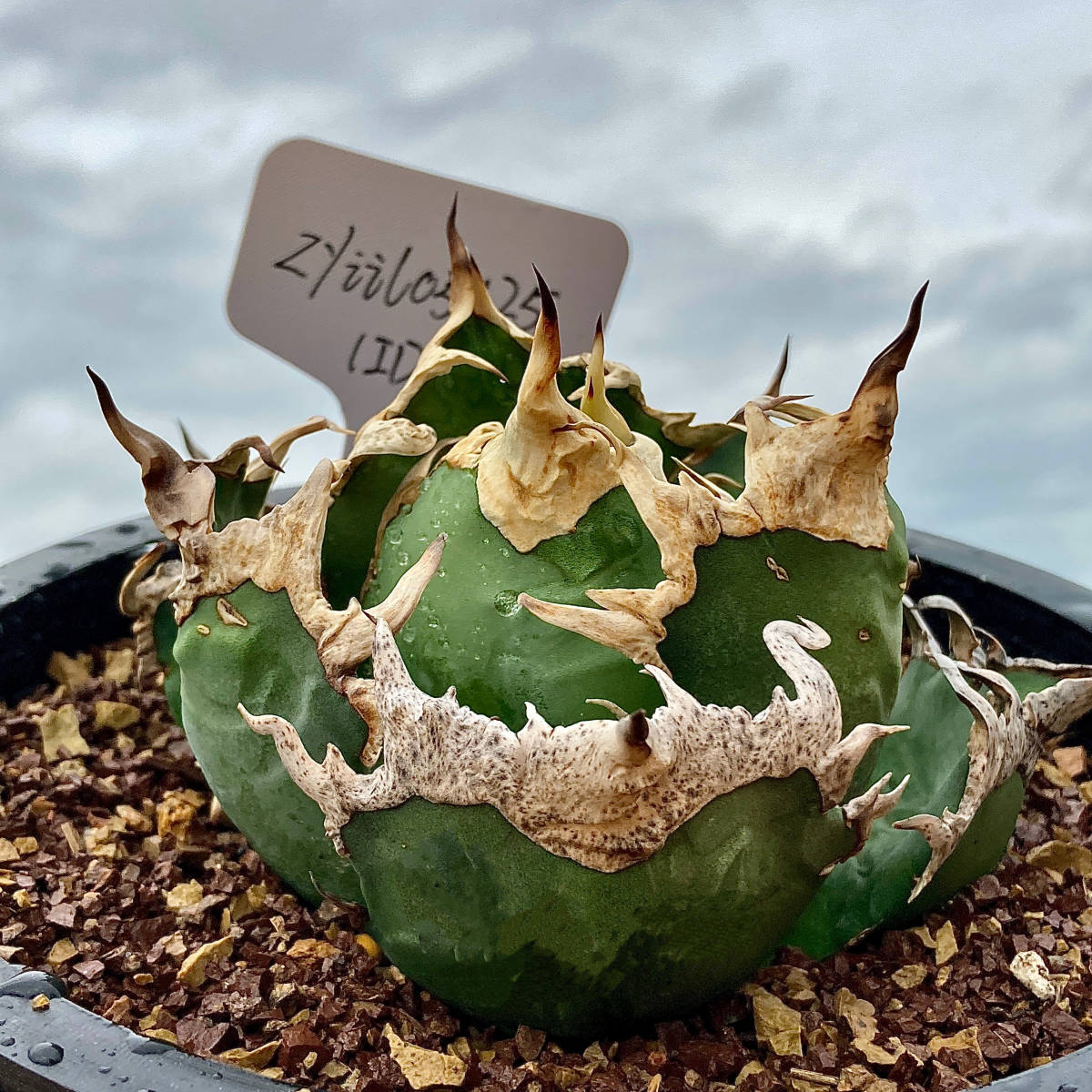 龍園觀】①No.38 特選 アガベ 多肉植物 チタノタ 凱撒'SUPER CAESAR