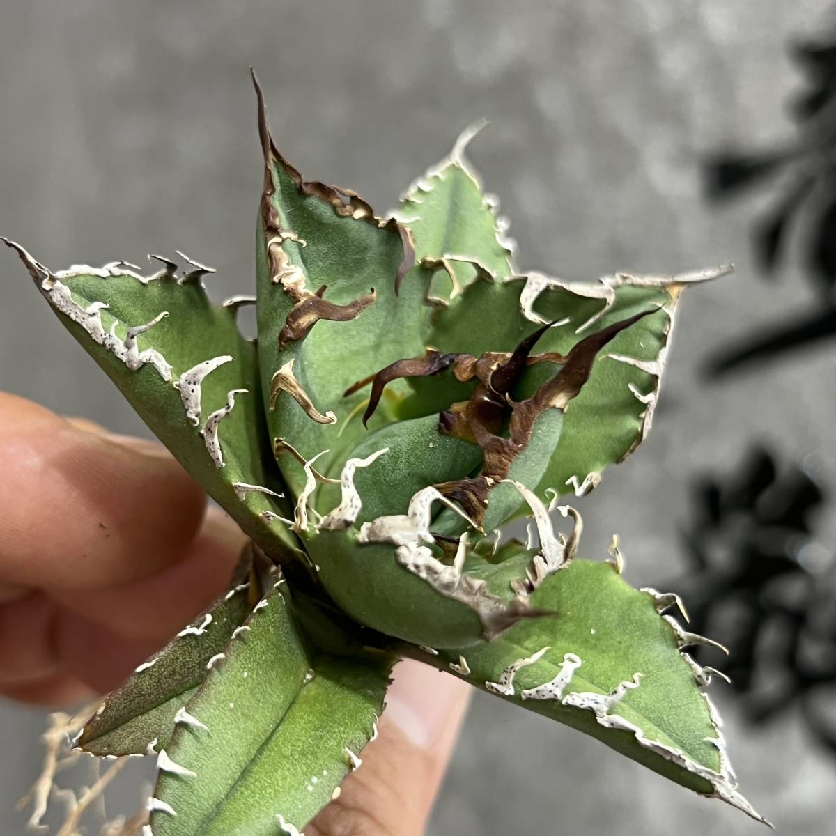 3発根済 アガベ チタノタ FO-076 Agave titanota 強棘 FO-076 オテロイ