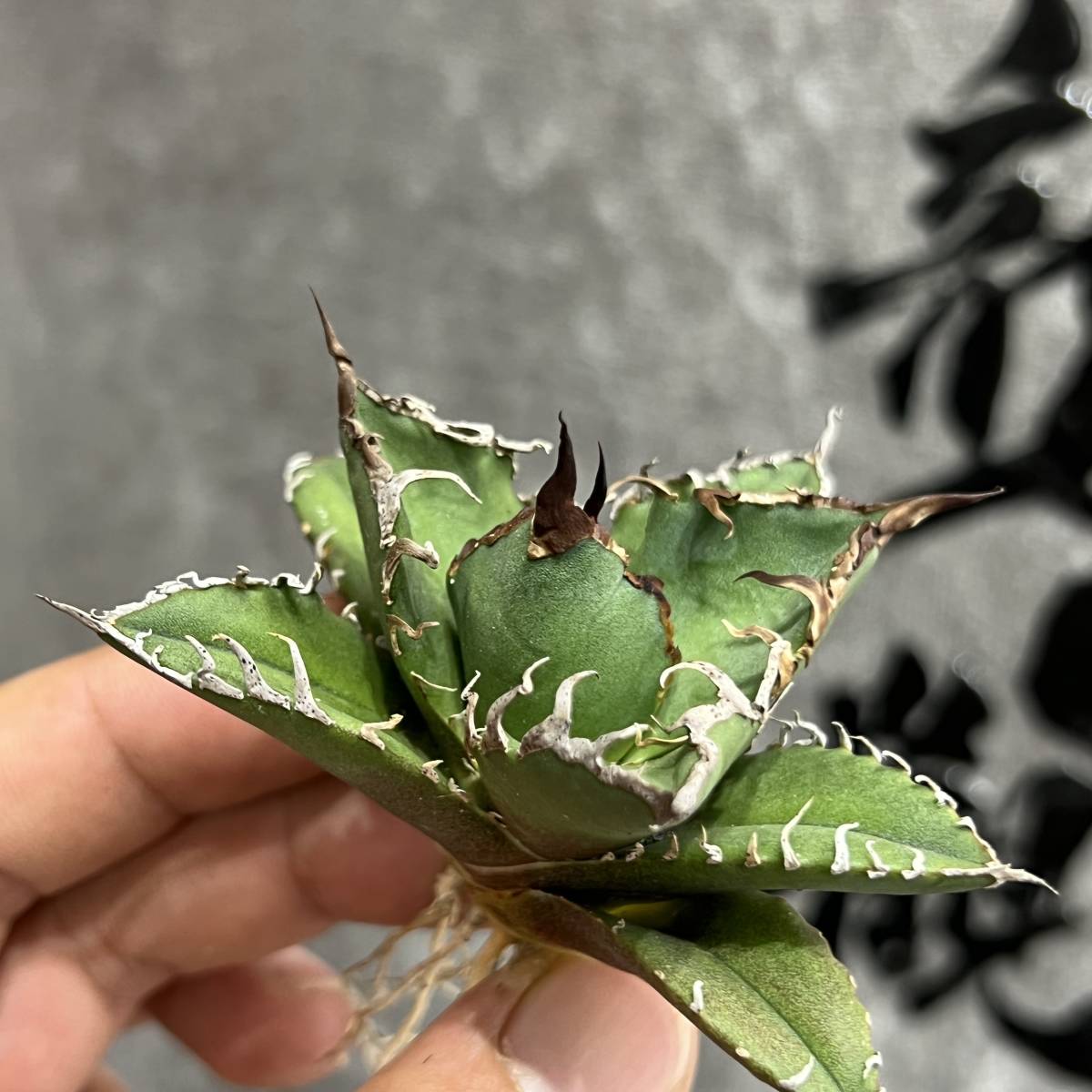 龍園觀】①No.38 特選 アガベ 多肉植物 チタノタ 凱撒'SUPER CAESAR