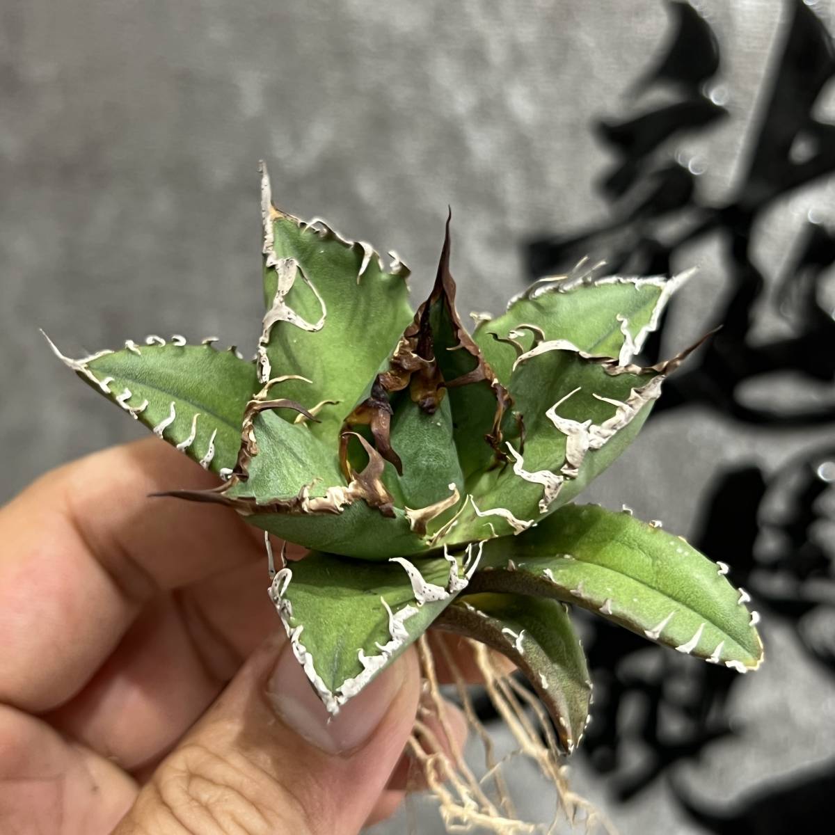 龍園觀】①No.38 特選 アガベ 多肉植物 チタノタ 凱撒'SUPER CAESAR