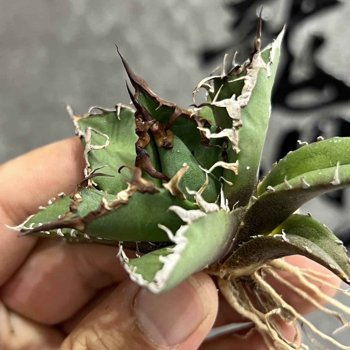 龍園觀】①No.38 特選 アガベ 多肉植物 チタノタ 凱撒'SUPER CAESAR
