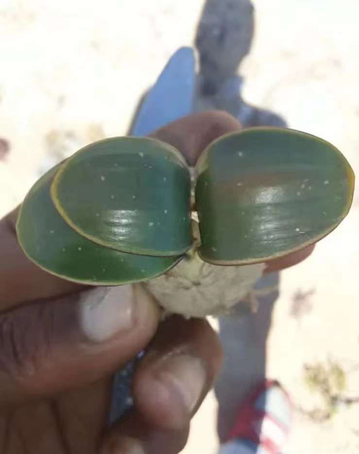 現地株超レア種 Eriospermum lanimarginatum エリオスペルマム ラニマルギナツム 特選大株1株03